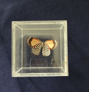 Vintage Framed Butterfly Display with Orange and Black Wings